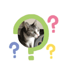 猫のチョビ…時々友達（個別スタンプ：23）