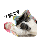 猫のチョビ…時々友達（個別スタンプ：24）