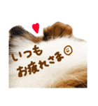 シェルティのここたん（個別スタンプ：9）