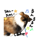 シェルティのここたん（個別スタンプ：10）