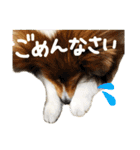 シェルティのここたん（個別スタンプ：12）