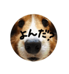 シェルティのここたん（個別スタンプ：14）