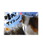 シェルティのここたん（個別スタンプ：21）
