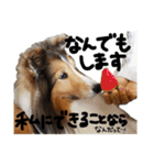 シェルティのここたん（個別スタンプ：24）