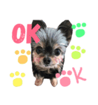 私と愛犬みれちゃんスタンプ（個別スタンプ：4）