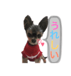 私と愛犬みれちゃんスタンプ（個別スタンプ：5）