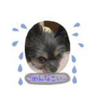 私と愛犬みれちゃんスタンプ（個別スタンプ：6）