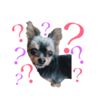 私と愛犬みれちゃんスタンプ（個別スタンプ：7）