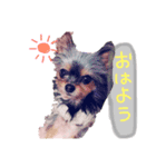 私と愛犬みれちゃんスタンプ（個別スタンプ：8）