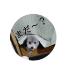 トイプードルのふうちゃんスタンプ（個別スタンプ：10）
