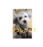 トイプードルのふうちゃんスタンプ（個別スタンプ：15）