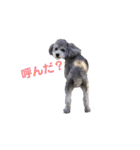 トイプードルのふうちゃんスタンプ（個別スタンプ：17）