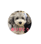 トイプードルのふうちゃんスタンプ（個別スタンプ：21）