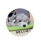 トイプードルのふうちゃんスタンプ（個別スタンプ：23）