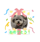 トイプードルのふうちゃんスタンプ（個別スタンプ：26）
