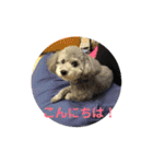 トイプードルのふうちゃんスタンプ（個別スタンプ：28）