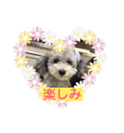 トイプードルのふうちゃんスタンプ（個別スタンプ：29）