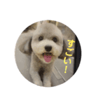 トイプードルのふうちゃんスタンプ（個別スタンプ：30）