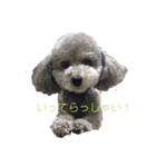 トイプードルのふうちゃんスタンプ（個別スタンプ：38）