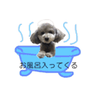 トイプードルのふうちゃんスタンプ（個別スタンプ：39）