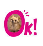 さくらちゃんの家事日記（個別スタンプ：4）