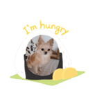 さくらちゃんの家事日記（個別スタンプ：12）