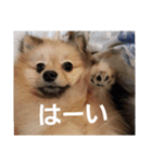 たぬきちスタンプ1（個別スタンプ：2）