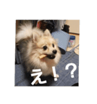 たぬきちスタンプ1（個別スタンプ：4）
