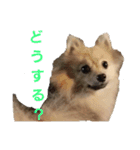 たぬきちスタンプ1（個別スタンプ：5）