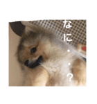 たぬきちスタンプ1（個別スタンプ：6）