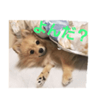 たぬきちスタンプ1（個別スタンプ：8）