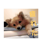 たぬきちスタンプ1（個別スタンプ：10）