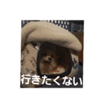 たぬきちスタンプ1（個別スタンプ：12）