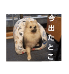 たぬきちスタンプ1（個別スタンプ：13）