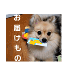 たぬきちスタンプ1（個別スタンプ：14）