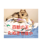 たぬきちスタンプ1（個別スタンプ：16）