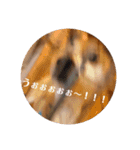 マックスよ永遠に（個別スタンプ：5）