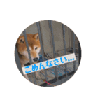 マックスよ永遠に（個別スタンプ：9）