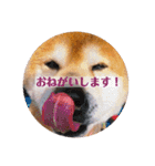 マックスよ永遠に（個別スタンプ：10）
