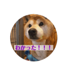 マックスよ永遠に（個別スタンプ：12）