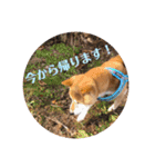マックスよ永遠に（個別スタンプ：14）