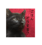 nora.nora（個別スタンプ：10）