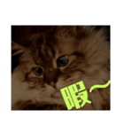 猫色（個別スタンプ：1）