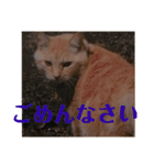 猫色（個別スタンプ：2）