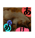 猫色（個別スタンプ：3）