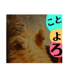 猫色（個別スタンプ：4）