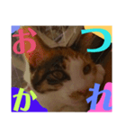 猫色（個別スタンプ：6）