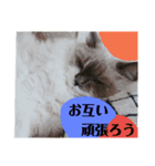 猫色（個別スタンプ：7）
