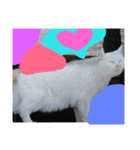 猫色（個別スタンプ：8）