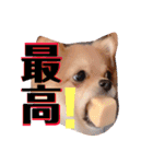 ちゅららんぷ（個別スタンプ：5）